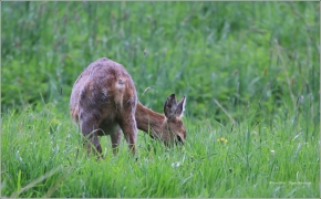 <p>SRNEC OBECNÝ (Capreolus capreolus) Šluknovsko - Království /European roe deer - Reh/</p>